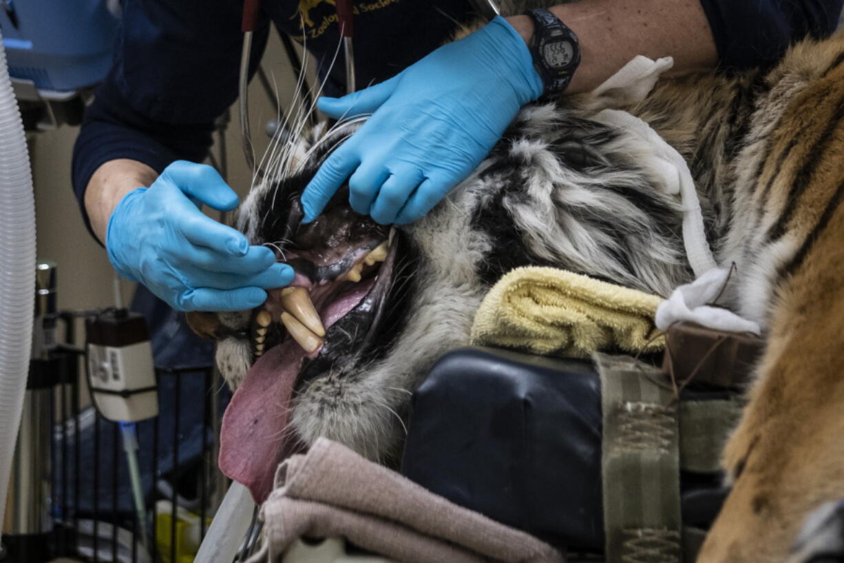 Veterinarians, technicians and staff prepare Malena, a 10-year-old endangered Amur tiger, for total hip replacement surgery at Brookfield Zoo, Wednesday in Brookfield, Ill. The tiger recovered well from surgery, but the implant became dislodged as she moved about overnight. Veterinarians were set to perform another surgery Saturday.