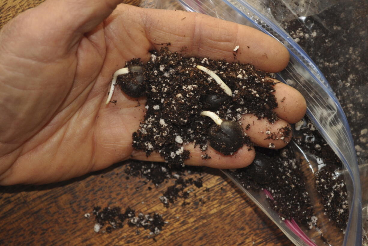 Yellowhorn tree seeds sprouting. With its chilling hours fulfilled in the refrigerator, these seeds feel that winter is over, and have sprouted.