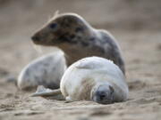 A grey seal and her pup on the beach at Horsey Gap in Norfolk, England, Sunday Jan. 10, 2021.  A worldwide group are participating in a one-day video conference Monday Jan. 11, 2021, entitled the One Planet Summit aimed at protecting the world&#039;s biodiversity, including protection of marine ecosystems.