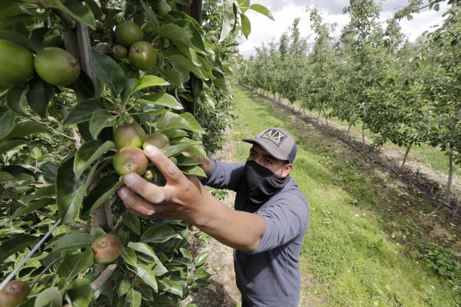 FILE - In this June 16, 2020, file photo, orchard worker Francisco Hernandez reaches to pull honey crisp apples off a tree during a thinning of the trees at an orchard in Yakima, Wash. The agriculture industry is asking Washington state Gov. Jay Inslee to move migrant farmworkers and food factory workers closer to the front of the line for the coronavirus vaccine because they perform work that cannot be delayed or performed remotely.