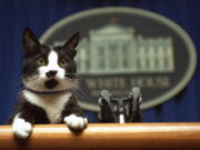 President Bill Clinton&#039;s cat Socks peers over the podium in the White House briefing room in Washington on March 19, 1994.