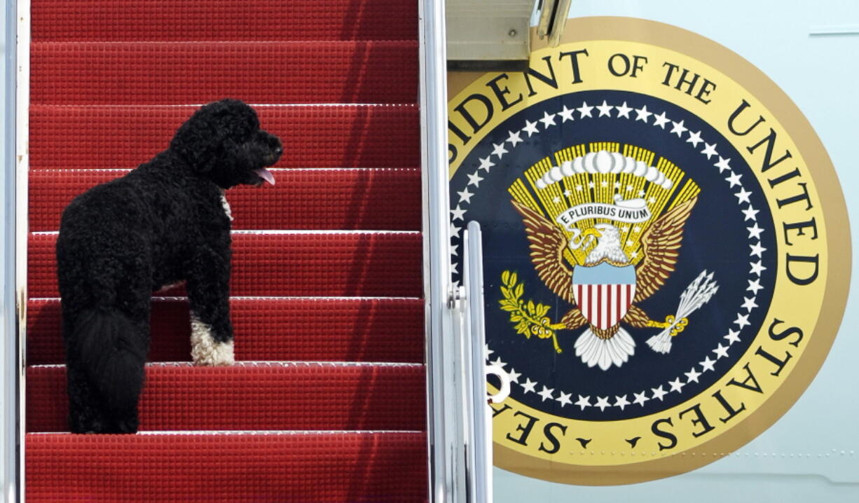 FILE - This Aug. 4, 2010 file photo shows presidential pet Bo climbing the stairs of Air Force One at Andrews Air Force Base, Md. for a flight to Chicago with President Barack Obama. Pets are back at the White House. President Joe Biden&#039;s German shepherds Champ and Major moved in over the weekend. They are the first dogs to live at the executive mansion since the Obama administration. Biden and his wife, Jill, adopted Major in 2018 from the Delaware Humane Association. They got Champ after the 2008 election.