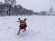 &quot;Rosie&quot; runs in the snow on the National Mall in front of the U.S. Capitol, Sunday, Jan. 31, 2021, in Washington.