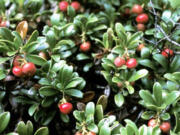 Kinnikinnik is a longtime favorite, evergreen groundcover with all season interest in the garden.