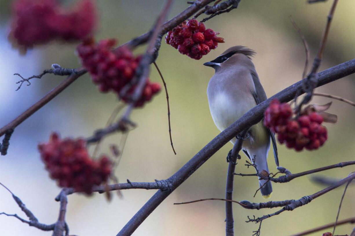 A cedar waxwing pauses to check its surroundings while eating berries from a tree near the Old Mill District on Jan. 13, 2021.