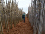 Nancy Buley leads a tour of J. Frank Schmidt &amp; Son wholesale nursery.