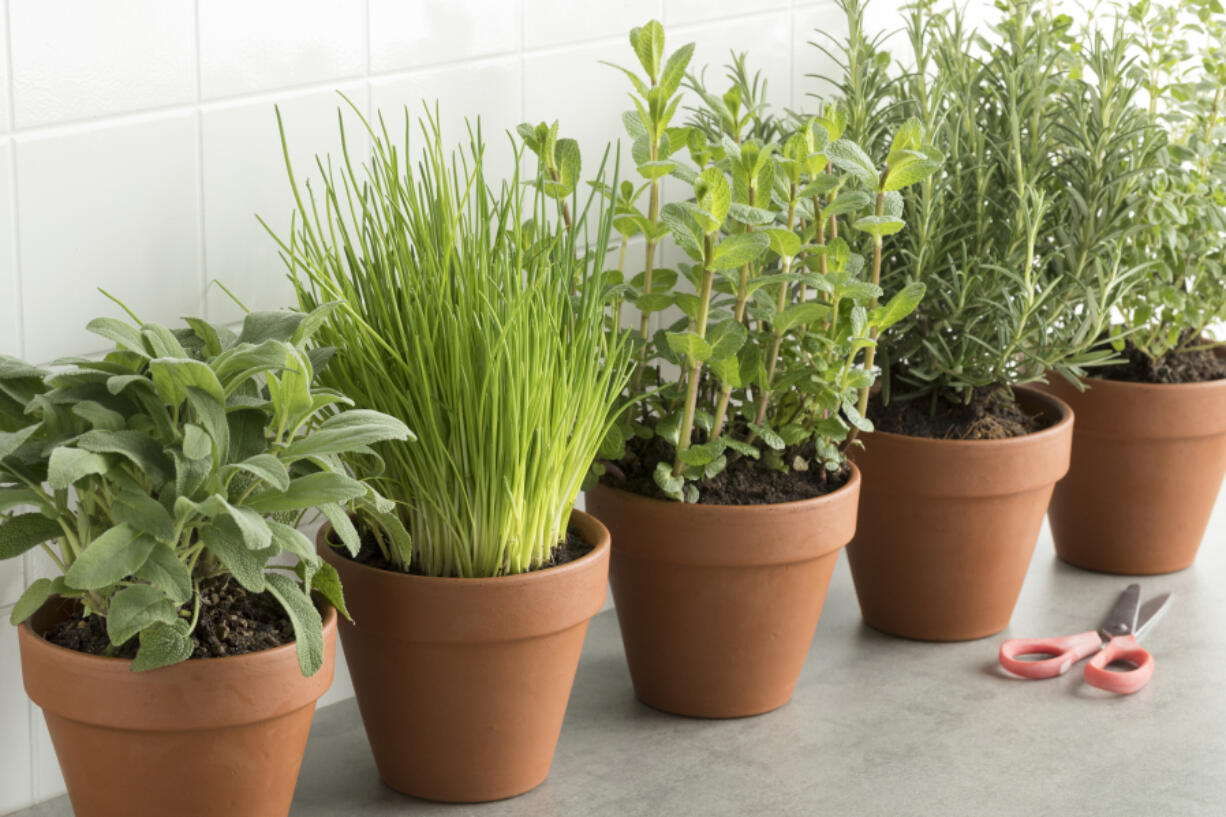 Potted herbs, from left, sage, chives, mint, rosemary and oregano.