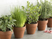 Potted herbs, from left, sage, chives, mint, rosemary and oregano.