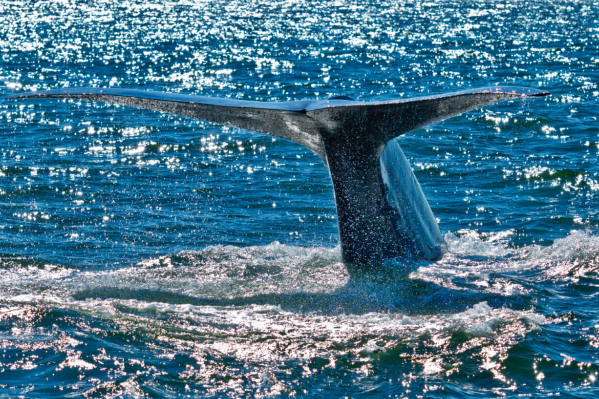 Dana Point was named the first Whale Heritage Site in the U.S. on Wednesday.