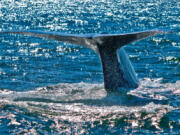 Dana Point was named the first Whale Heritage Site in the U.S. on Wednesday.