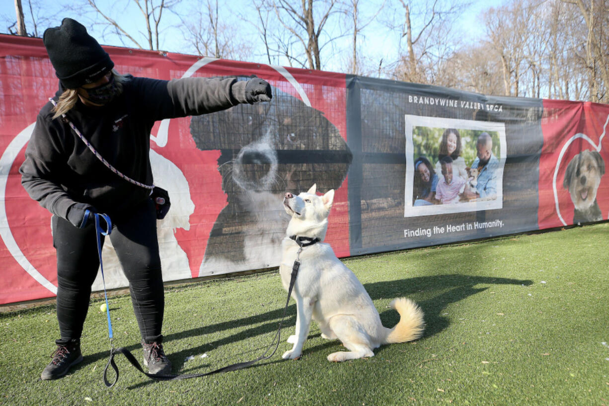 Volunteer Michele Boehmer, who works on the behavior team, works with Everest at Brandywine Valley SPCA in West Chester, Pa.