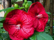 The Summerfic Holy Grail photographed in June shows the tropical looking feel of the large deep red flowers.