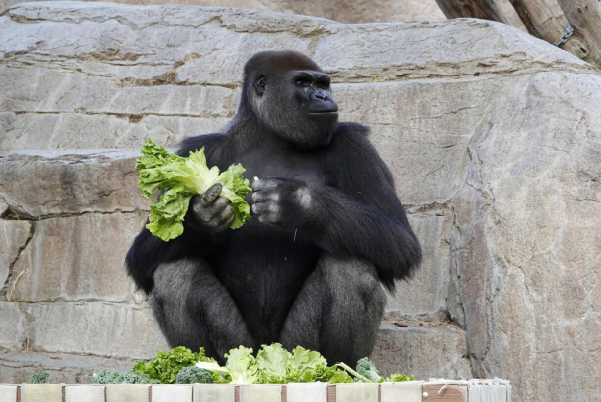 Frank, a gorilla, eats lettuce at the San Diego Zoo Safari Park on May 19. (K.C.