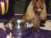 FILE - Stump, a Sussex spaniel, poses for pictures after winning Best in Show during the 133rd annual Westminster Kennel Club dog show in New York, in this Tuesday, Feb. 10, 2009, file photo. Retired from the ring for five years, it was just five days before the show when handler Scott Sommer thought Stump might like to take one final walk at the Garden.