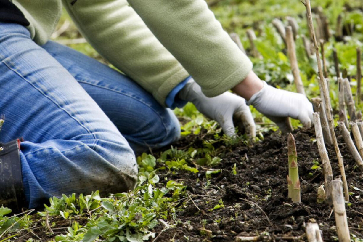 A grower weeds her asparagus bed by hand as the asparagus is beginning to sprout.