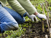 A grower weeds her asparagus bed by hand as the asparagus is beginning to sprout.