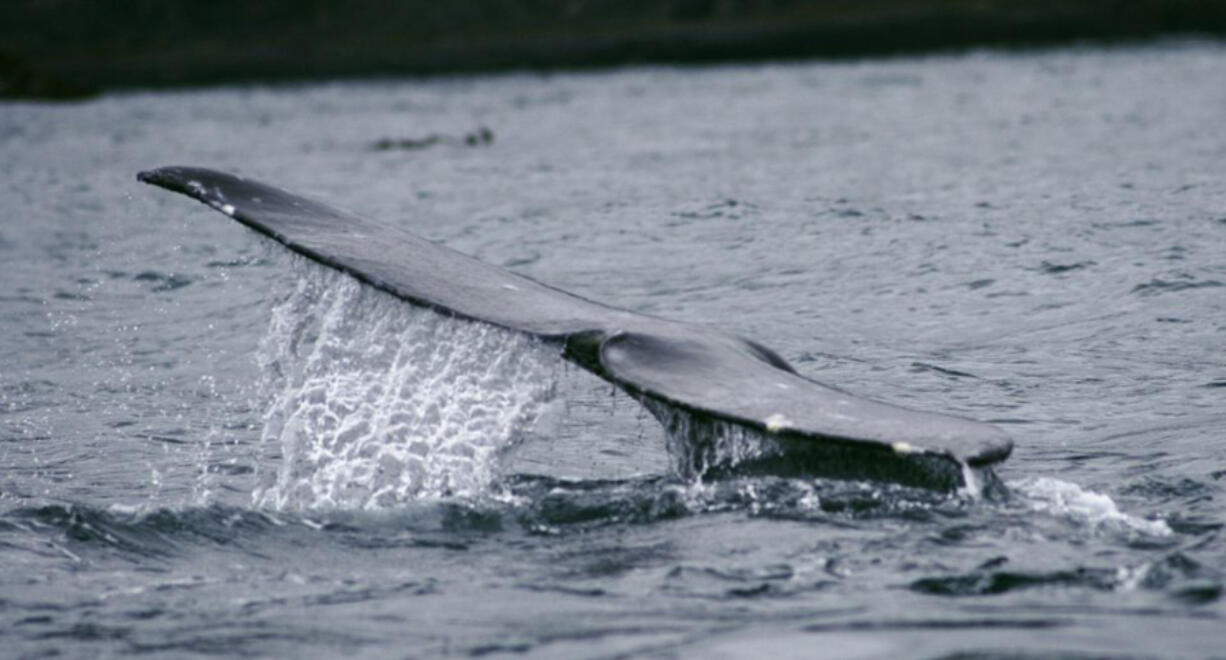 A gray whale shows its fluke as it dives off Depoe Bay, seen on a whale-watching tour with Carrie Newell&#039;s Whale Research EcoExcursions.