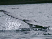 A gray whale shows its fluke as it dives off Depoe Bay, seen on a whale-watching tour with Carrie Newell&#039;s Whale Research EcoExcursions.