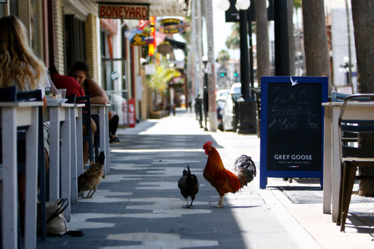 A family of chickens is seen in front of Acropolis Greek Taverna in Ybor City.