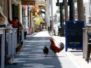 A family of chickens is seen in front of Acropolis Greek Taverna in Ybor City.