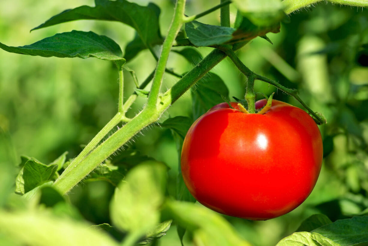 Penn State scientists have found saliva from a certain type of caterpillar can silence a &quot;cry for help&quot; (chemical distress signal) emitted by the tomato plant when the caterpillar is nibbling its leaves.