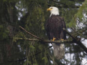 A bald eagle perches in a tree and surveys activity along a rural Vancouver road in 2015.