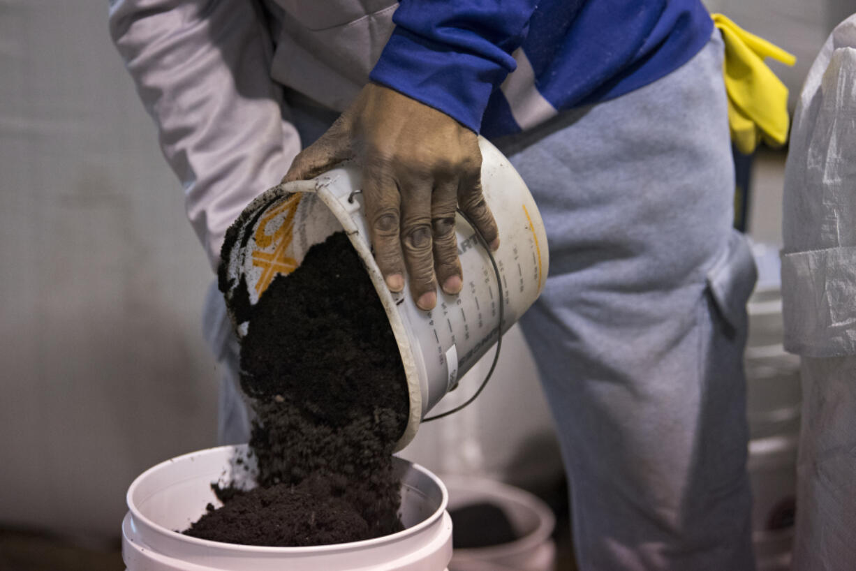 Al Graham loads two-gallon buckets with Petey Green soil from Vancouver-based Backwoods Biochar. The company bills its specialized soil as a way to grow bigger cannabis plants with less water and fertilizer.