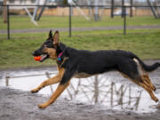 Tikka, a 7-month-old German shepherd, hurdles a puddle to return a ball to her owner Friday at the Dakota Memorial Off-Leash Dog Park in east Vancouver.