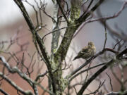 Raindrops hang in the branches of a tree in Ridgefield as a pine siskin takes a break.