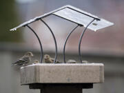 The Washington Department of Fish and Wildlife is asking residents in Southwest Washington to take down bird feeders and bird baths to prevent birds from congregating and spreading disease. An outbreak of salmonellosis has caused a die-off of songbirds in areas around the state.