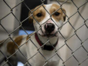 Indiana Bones looks out of his kennel at the West Columbia Gorge Humane Society in Washougal.
