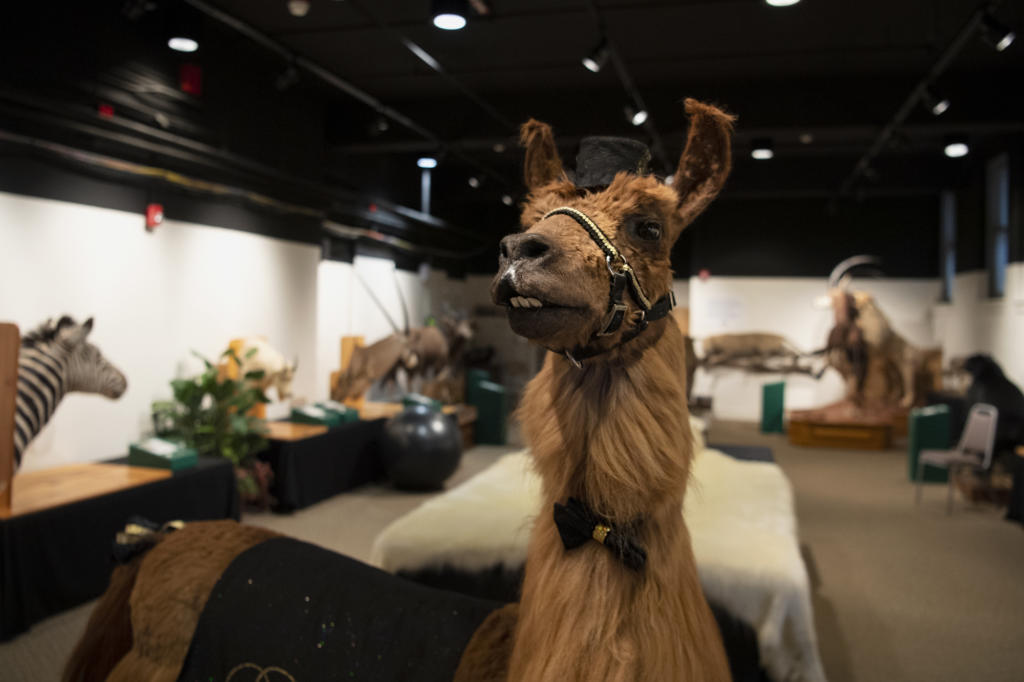 A taxidermied Rojo the Llama stands as the centerpiece of the Washington State School for the Blind’s Sensory Safari on Thursday in Vancouver.