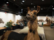 A taxidermied Rojo the Llama stands as the centerpiece of the Washington State School for the Blind’s Sensory Safari on Thursday in Vancouver.