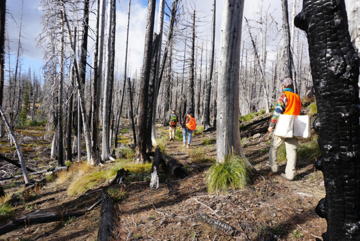 Volunteers with the Cascade Forest Conservancy carry native grass and shrub seeds into a barren landscape in the Gifford Pinchot National Forest that burned three times over the course of 12 years.