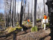 Volunteers with the Cascade Forest Conservancy carry native grass and shrub seeds into a barren landscape in the Gifford Pinchot National Forest that burned three times over the course of 12 years.