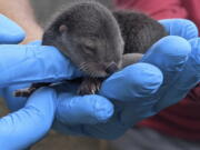 In this photo provided by Zoo Miami, a North American river otter pup, born on Friday, Feb. 5, 2021, is held at the zoo in Miami. Zoo Miami is celebrating the birth of three North American river otter pups.