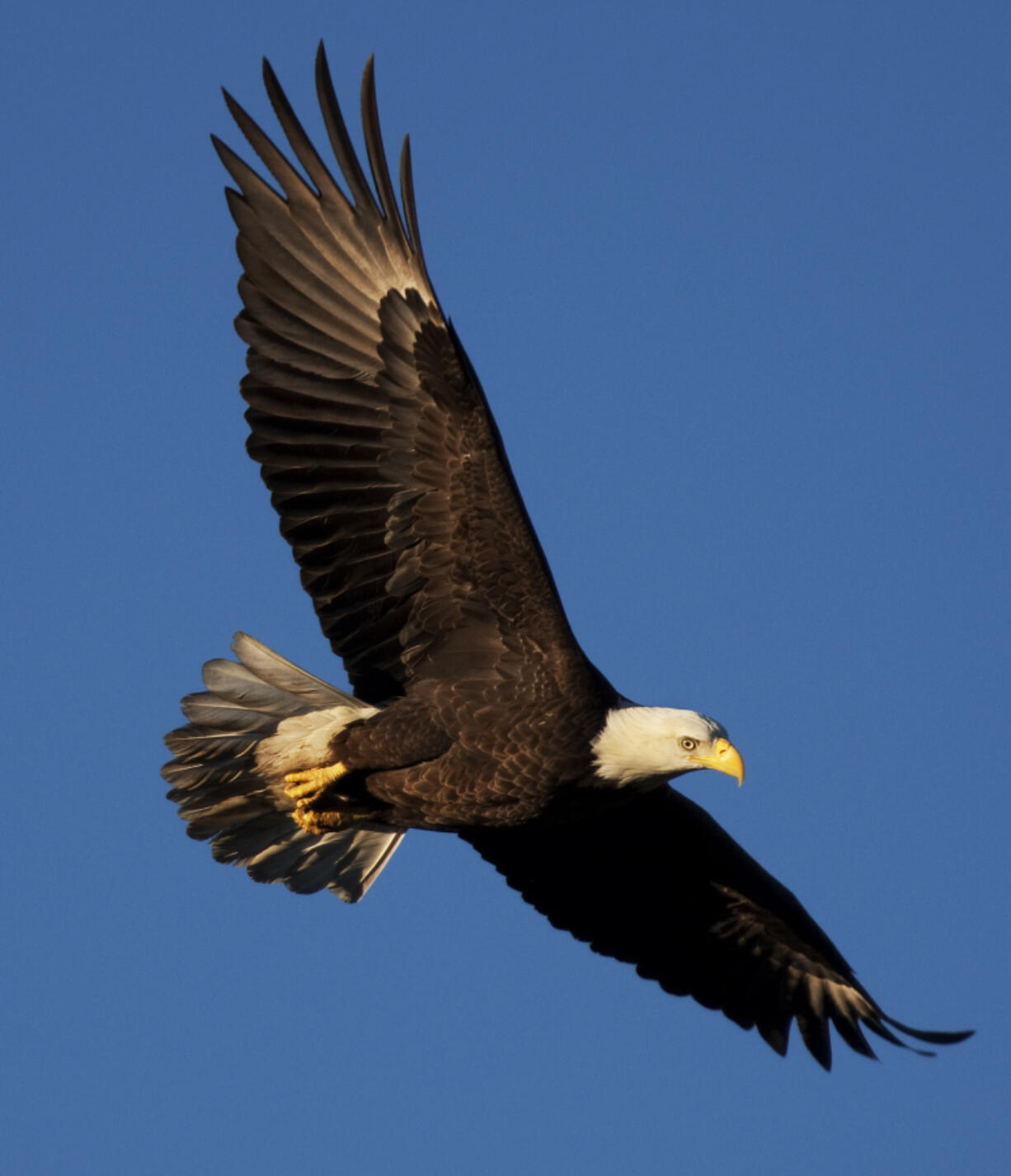 A bald eagle takes flight at sunrise in 2011 after perching in a sycamore tree near rain-fed Santiago Creek in Irvine Regional Park, in Irvine, Calif. Once numbering fewer than 500 pairs in the lower 48 states, bald eagles are a conservation success story. (Allen J.