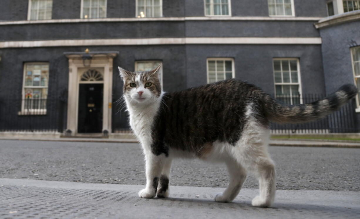 Larry, the official 10 Downing Street cat walks outside 10 Downing Street on May 21 before the nationwide Clap for Carers to recognise and support National Health Service workers and carers fighting the coronavirus pandemic, in London.