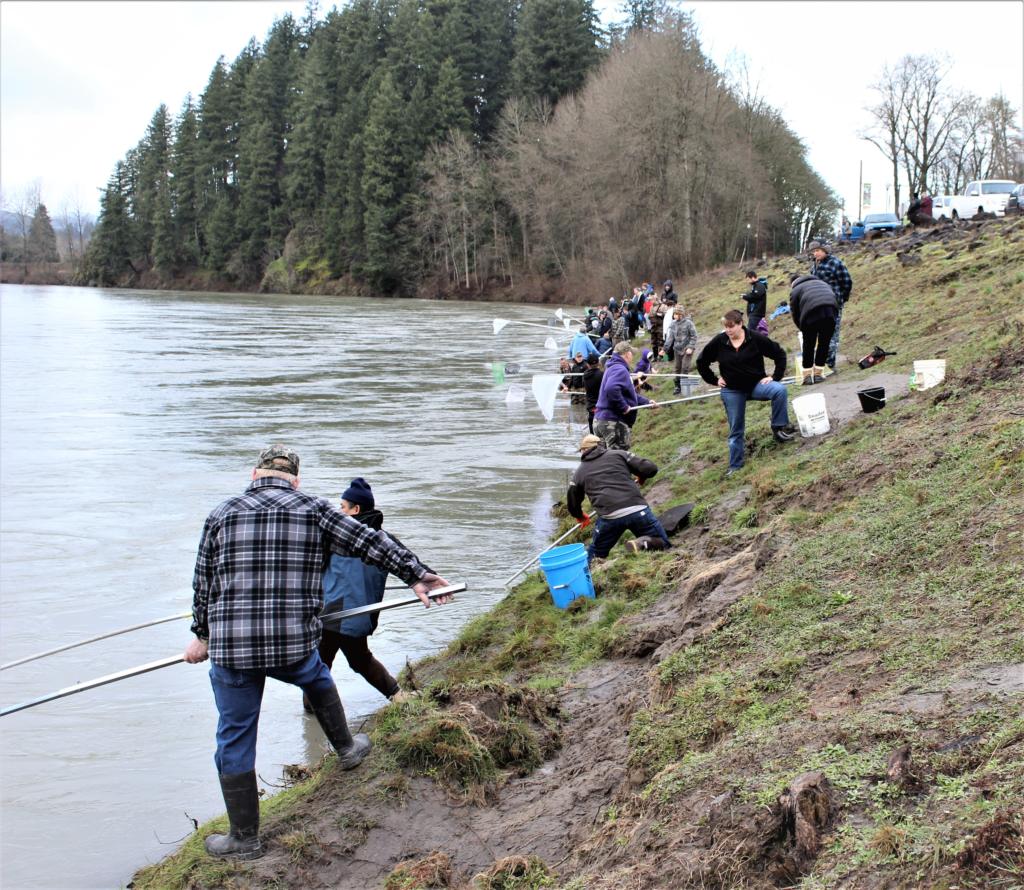 Cowlitz River smelt fishery, A limited dip-net opportunity for smelt opens  from 8 a.m. to 1 p.m tomorrow on a stretch of the Cowlitz River in  southwest Washington. This fishery is