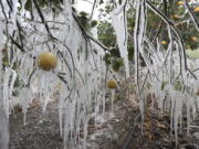 Icicles form on a citrus tree from a sprinkler system used to protect the trees from the freezing temperatures Monday in Edinburg, Texas. There have been record subzero temperatures in Texas and Oklahoma.