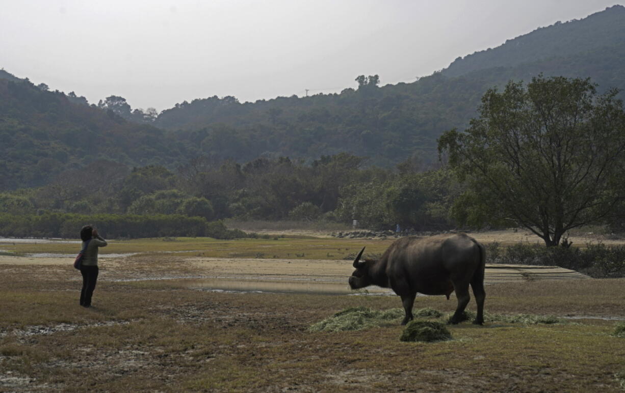 Ho Loy, chairwoman of the Lantau Buffalo Association, shouts to call to the wild cows and buffalos to come to eat at Lantau island, the biggest island within the territory of Hong Kong on Jan. 17, 2021. The Chinese Year of the Ox begins Friday, Feb. 12, and in the shadow of Hong Kong&#039;s futuristic urban skyline, wild bovines are getting some love.  Ho and her team of volunteers dedicate most weekends to checking on the cattle that roam the biggest island within the territory of Hong Kong.