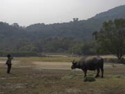 Ho Loy, chairwoman of the Lantau Buffalo Association, shouts to call to the wild cows and buffalos to come to eat at Lantau island, the biggest island within the territory of Hong Kong on Jan. 17, 2021. The Chinese Year of the Ox begins Friday, Feb. 12, and in the shadow of Hong Kong&#039;s futuristic urban skyline, wild bovines are getting some love.  Ho and her team of volunteers dedicate most weekends to checking on the cattle that roam the biggest island within the territory of Hong Kong.