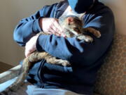 Brandy, a brown tabby cat, was reunited  with her owner, Charles after she went astray for 15 years.