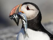 An Atlantic puffin carries bait fish it will feed its chick on Eastern Egg Rock, a small island off the coast of Maine.