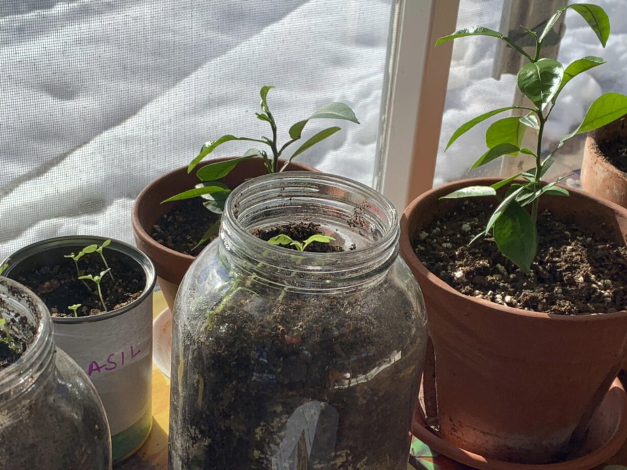 Vegetable seedlings and citrus plants appear in pots, jars and cans on a ledge inside a home Feb. 4 in Westchester County, N.Y.