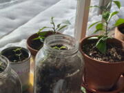 Vegetable seedlings and citrus plants appear in pots, jars and cans on a ledge inside a home Feb. 4 in Westchester County, N.Y.