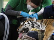 Veterinarians, technicians and staff prepare Malena, a 10-year-old endangered Amur tiger, for total hip replacement surgery at Brookfield Zoo on Jan. 27 in Brookfield, Ill.