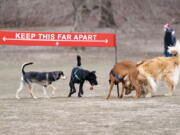 Dogs play around a social distancing sign Jan. 31 during off-leash morning hours at the Long Meadow in Prospect Park in the Brooklyn borough of New York.