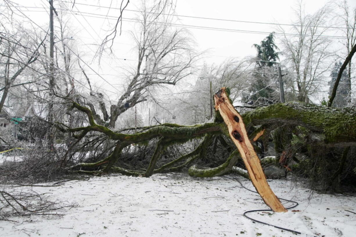 A large blocks the road along NE 24th Avenue, Monday, Feb. 15, 2021, in Portland, Ore., after a weekend winter storm toppled it.