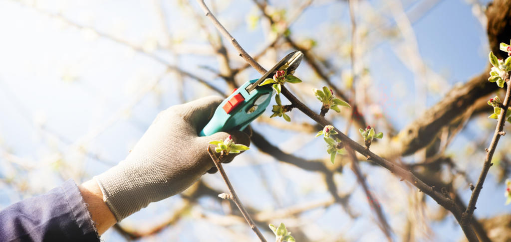 Fruit trees should be pruned every year.